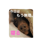 モモとハッピーの日常（個別スタンプ：13）