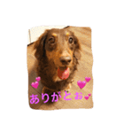 モモとハッピーの日常（個別スタンプ：15）