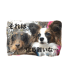 モモとハッピーの日常（個別スタンプ：16）