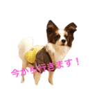 モモとハッピーの日常（個別スタンプ：17）