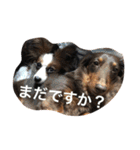 モモとハッピーの日常（個別スタンプ：19）