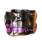 モモとハッピーの日常（個別スタンプ：24）