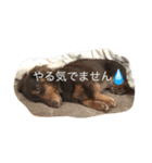 モモとハッピーの日常（個別スタンプ：25）