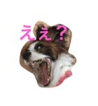 モモとハッピーの日常（個別スタンプ：26）