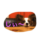 モモとハッピーの日常（個別スタンプ：27）