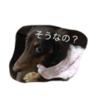 モモとハッピーの日常（個別スタンプ：29）