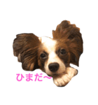 モモとハッピーの日常（個別スタンプ：31）