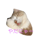 猫のしらす（個別スタンプ：9）
