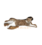 猫のしらす（個別スタンプ：10）