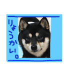 豆柴 ハナコの日常（個別スタンプ：10）