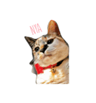三毛猫あおい（個別スタンプ：1）