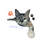 三毛猫あおい（個別スタンプ：2）