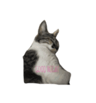 三毛猫あおい（個別スタンプ：3）