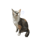三毛猫あおい（個別スタンプ：4）