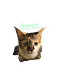 三毛猫あおい（個別スタンプ：5）