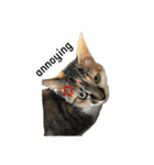 三毛猫あおい（個別スタンプ：6）
