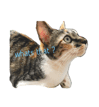 三毛猫あおい（個別スタンプ：7）