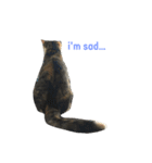 三毛猫あおい（個別スタンプ：8）