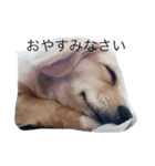 ぼくボブ（個別スタンプ：1）