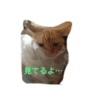 ぐう ハル（個別スタンプ：7）