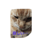 ぐう ハル（個別スタンプ：12）