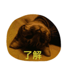 ねこのジジチャト（個別スタンプ：3）