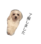 miku_dog（個別スタンプ：2）