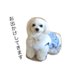 miku_dog（個別スタンプ：4）