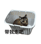 猫 麻花ちゃん（個別スタンプ：13）