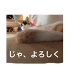 紫家のニャンコ達とお友達（個別スタンプ：40）