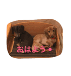 チョコ＊クッキー（個別スタンプ：1）