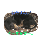 チョコ＊クッキー（個別スタンプ：5）