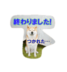 豆柴ビーン家の日常会話♪（個別スタンプ：2）