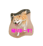 豆柴ビーン家の日常会話♪（個別スタンプ：4）