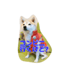 豆柴ビーン家の日常会話♪（個別スタンプ：5）