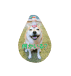 豆柴ビーン家の日常会話♪（個別スタンプ：6）