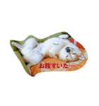 豆柴ビーン家の日常会話♪（個別スタンプ：8）