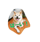 豆柴ビーン家の日常会話♪（個別スタンプ：10）