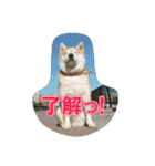 豆柴ビーン家の日常会話♪（個別スタンプ：11）