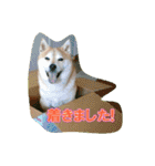豆柴ビーン家の日常会話♪（個別スタンプ：12）