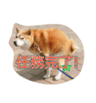 豆柴ビーン家の日常会話♪（個別スタンプ：15）
