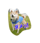 豆柴ビーン家の日常会話♪（個別スタンプ：17）