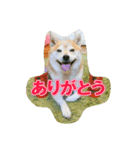 豆柴ビーン家の日常会話♪（個別スタンプ：19）