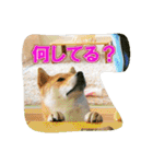 豆柴ビーン家の日常会話♪（個別スタンプ：21）