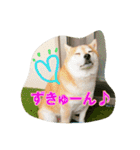 豆柴ビーン家の日常会話♪（個別スタンプ：22）