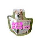 豆柴ビーン家の日常会話♪（個別スタンプ：24）