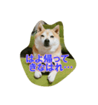 豆柴ビーン家の日常会話♪（個別スタンプ：25）