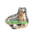 豆柴ビーン家の日常会話♪（個別スタンプ：29）