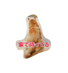 豆柴ビーン家の日常会話♪（個別スタンプ：30）