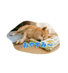 豆柴ビーン家の日常会話♪（個別スタンプ：32）